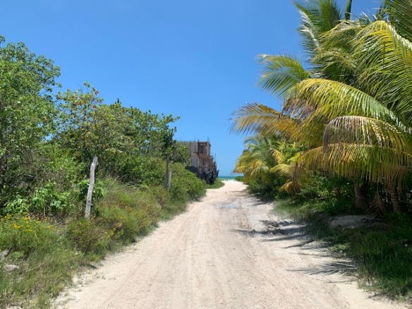 Terreno en venta en isla holbox - Camino de arena rodeado de vegetación tropical y palmeras que lleva hacia la playa