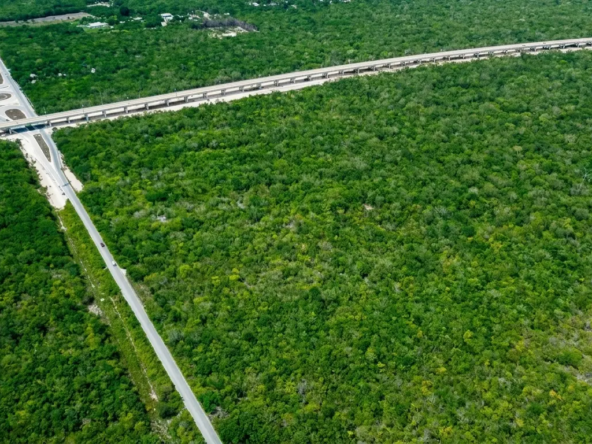 3-Terreno-Ruta-de-los-Cenotes-Tren-Maya-otra-vista